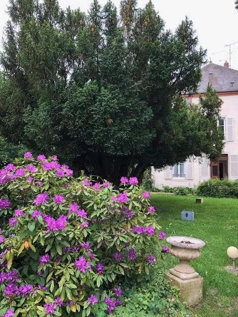 Rhododendrons en fleurs et grand arbre dans le jardin clos