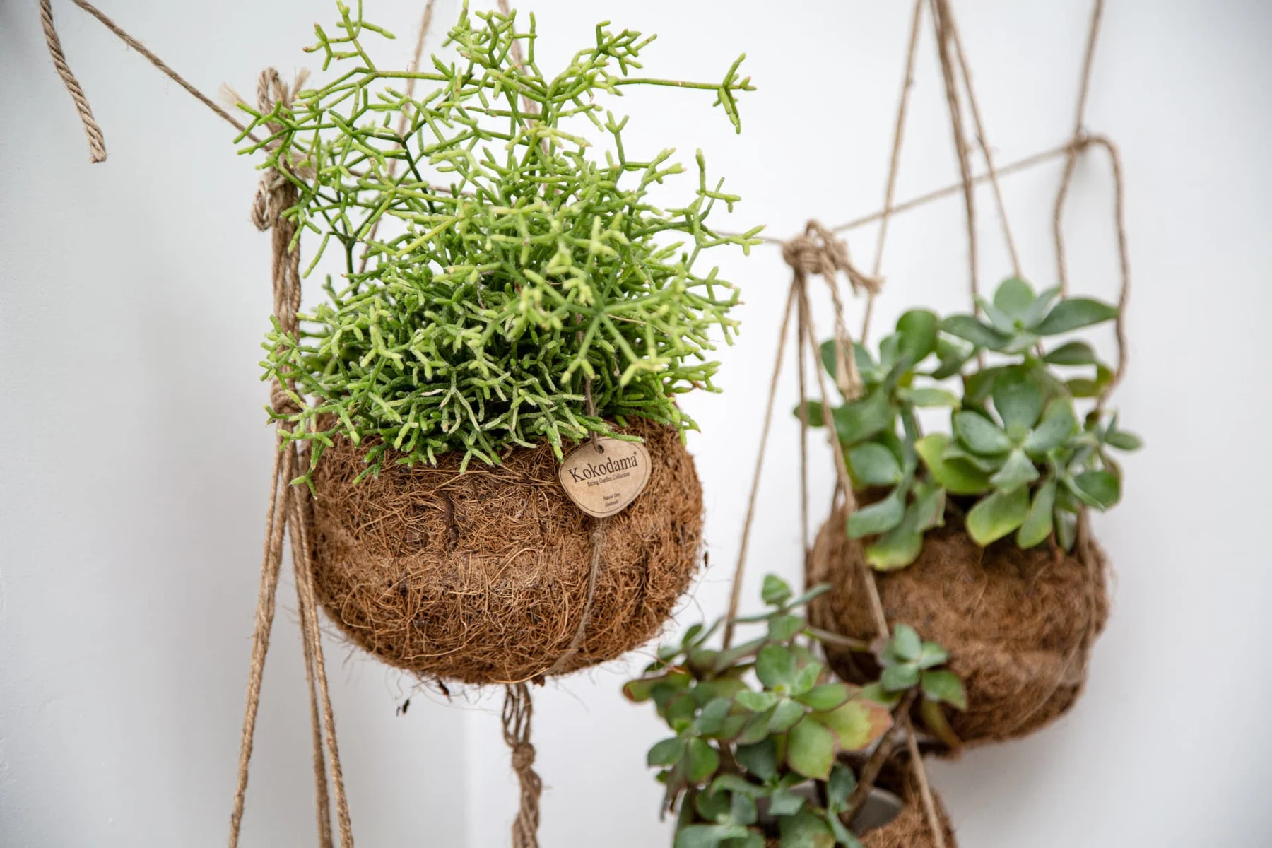 Plantes suspendues en kokédama, branches et succulentes sur cordes de sisal