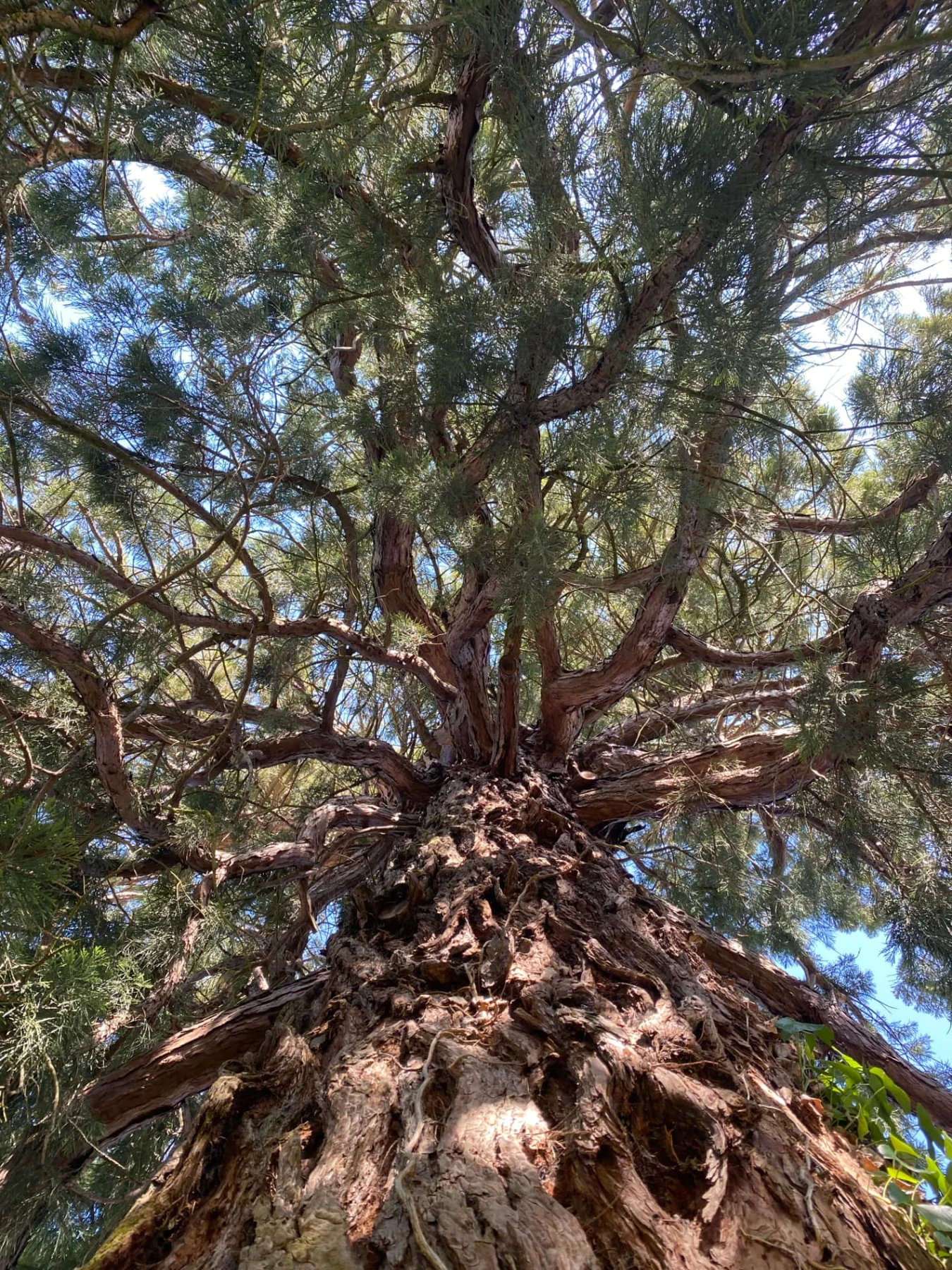 Le grand arbre du jardin vu depuis son pied : le tronc s’élance jusqu’à la cime, dans le ciel